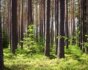 Превью обои сосны, ели, лес, стволы, трава