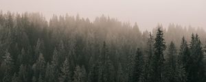 Превью обои сосны, лес, туман, деревья