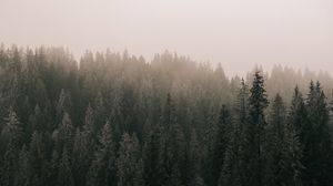 Превью обои сосны, лес, туман, деревья