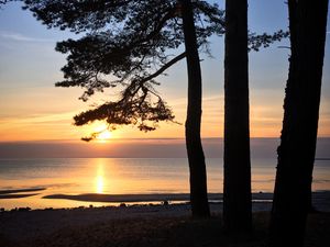 Превью обои сосны, солнце, побережье, вода, блики