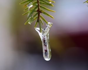 Превью обои сосулька, лед, хвоя, ветка, макро
