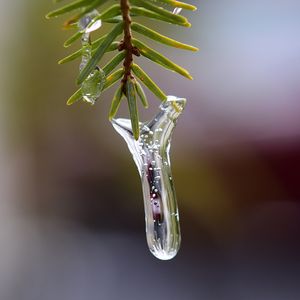 Превью обои сосулька, лед, хвоя, ветка, макро