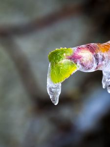 Превью обои сосулька, лед, листья, размытие, макро