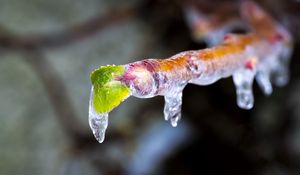 Превью обои сосулька, лед, листья, размытие, макро