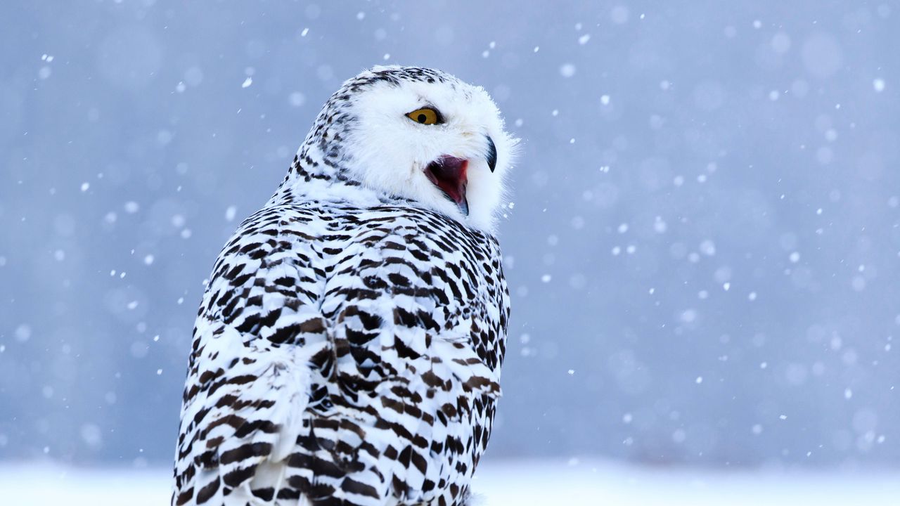Обои сова, белая сова, полярная сова, птица, снег, зима