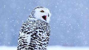 Превью обои сова, белая сова, полярная сова, птица, снег, зима