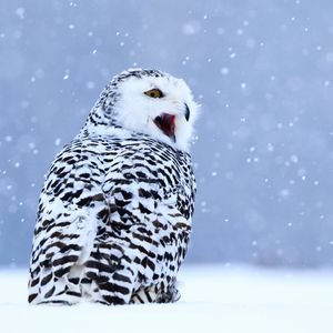Превью обои сова, белая сова, полярная сова, птица, снег, зима