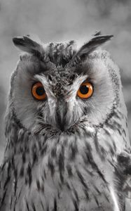 Превью обои сова, чб, хищник, птица, клюв