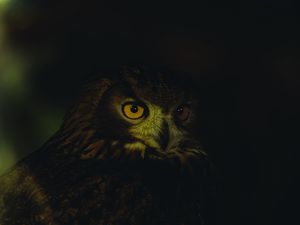 Превью обои сова, глаза, перья, темный