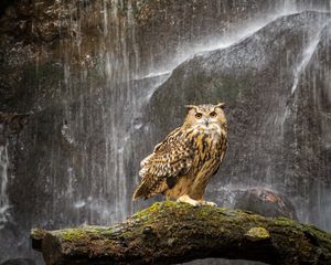 Превью обои сова, клюв, перья, водопад