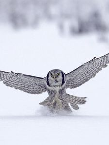 Превью обои сова, крылья, взмах, снег