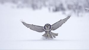 Превью обои сова, крылья, взмах, снег