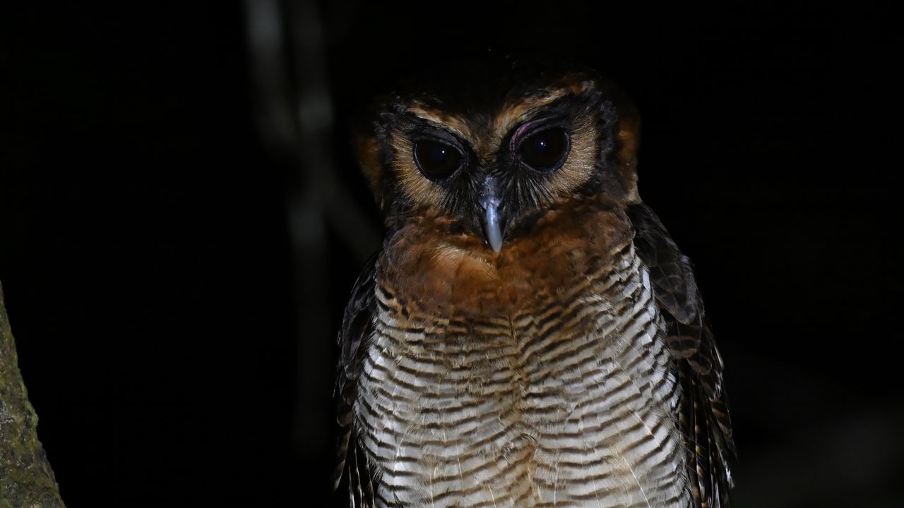 Обои сова, перья, крылья, птица, ветка, дерево, темный