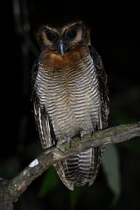Превью обои сова, перья, крылья, птица, ветка, дерево, темный