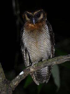 Превью обои сова, перья, крылья, птица, ветка, дерево, темный
