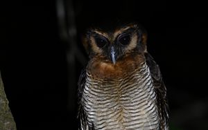 Превью обои сова, перья, крылья, птица, ветка, дерево, темный