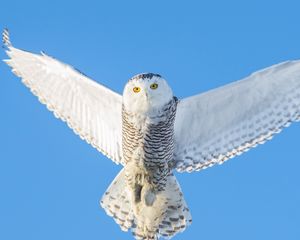 Превью обои сова, полет, небо, хищник, крылья