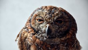 Превью обои сова, прищуриваться, хищник, птица
