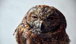 Превью обои сова, прищуриваться, хищник, птица