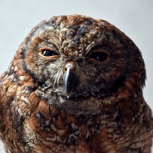Превью обои сова, прищуриваться, хищник, птица