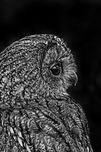 Превью обои сова, птица, чб