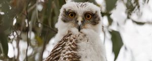 Превью обои сова, птица, дерево, ветки, листья, дикая природа