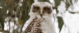 Превью обои сова, птица, дерево, ветки, листья, дикая природа