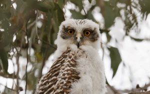 Превью обои сова, птица, дерево, ветки, листья, дикая природа