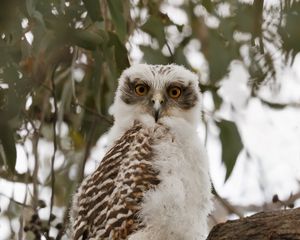 Превью обои сова, птица, дерево, ветки, листья, дикая природа