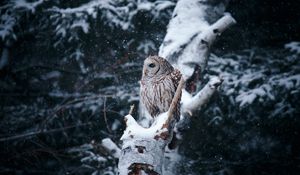 Превью обои сова, птица, дерево, ветки, снег, зима