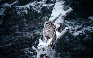 Превью обои сова, птица, дерево, ветки, снег, зима