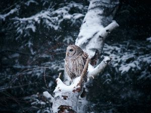 Превью обои сова, птица, дерево, ветки, снег, зима