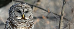 Превью обои сова, птица, дерево, ветки, дикая природа