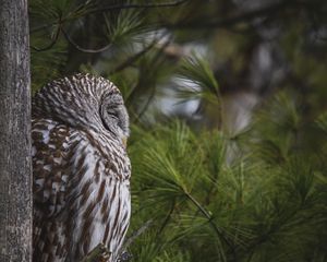 Превью обои сова, птица, дерево, сосна, дикая природа