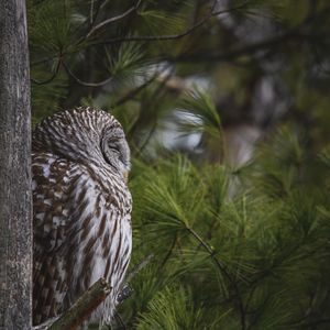 Превью обои сова, птица, дерево, сосна, дикая природа