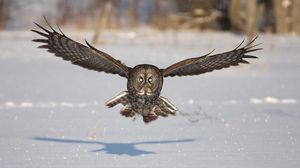 Превью обои сова, птица, хищник, полет, крылья, взмах, снег, зима, тень