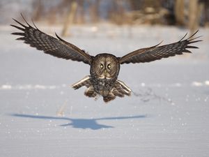 Превью обои сова, птица, хищник, полет, крылья, взмах, снег, зима, тень