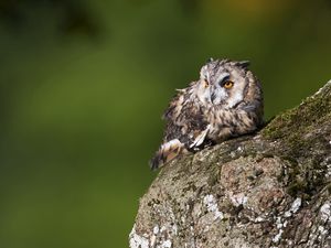 Превью обои сова, птица, хищник, кора, мох