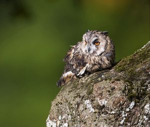 Превью обои сова, птица, хищник, кора, мох