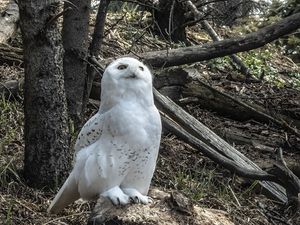 Превью обои сова, птица, камни, деревья, дикая природа