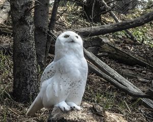 Превью обои сова, птица, камни, деревья, дикая природа