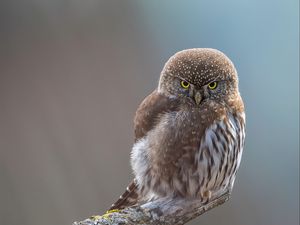 Превью обои сова, птица, клюв, перья