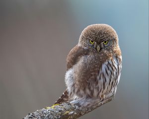 Превью обои сова, птица, клюв, перья