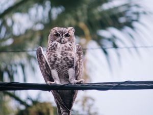 Превью обои сова, птица, провода, размытость
