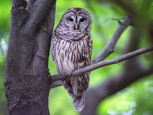 Превью обои сова, птица, серый, дерево, ветка