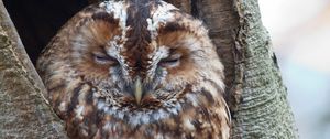 Превью обои сова, птица, сон, коричневый