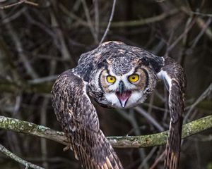 Превью обои сова, птица, ветка, ель, дерево