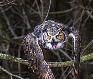 Превью обои сова, птица, ветка, ель, дерево