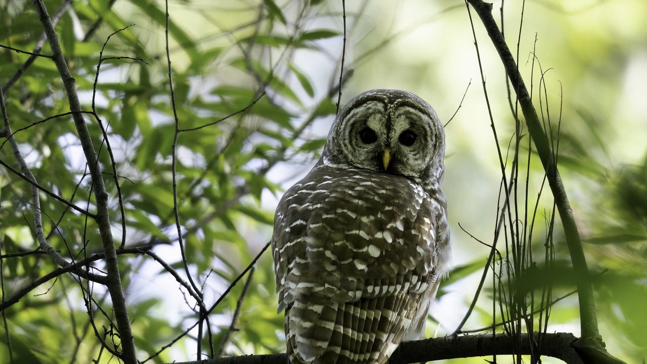 Обои сова, птица, ветки, деревья, бобр