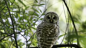 Превью обои сова, птица, ветки, деревья, бобр